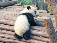 osos panda en China