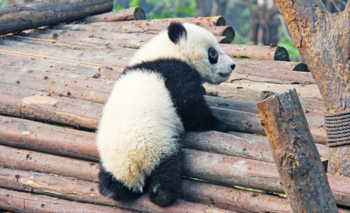 osos panda en China